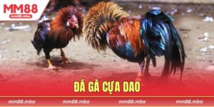 đá gà cựa dao