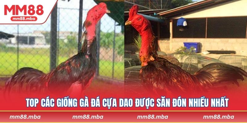 Top các giống gà đá cựa dao được săn đón nhiều nhất