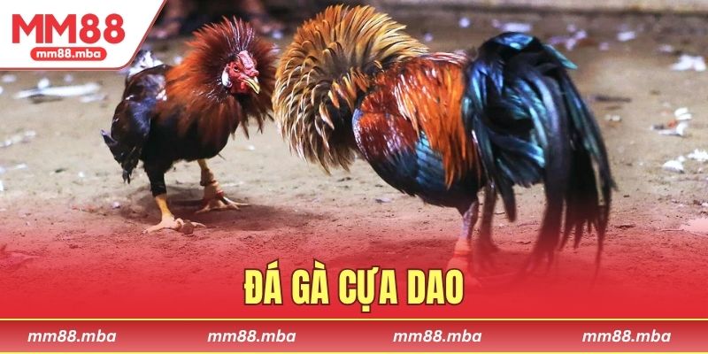 đá gà cựa dao