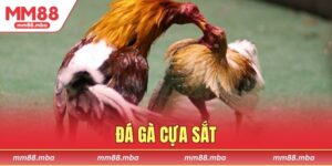 Đá gà cựa sắt