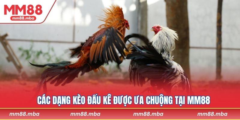 Các dạng kèo đấu kê được ưa chuộng tại MM88