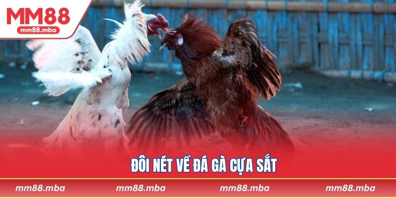 Đôi nét về đá gà cựa sắt