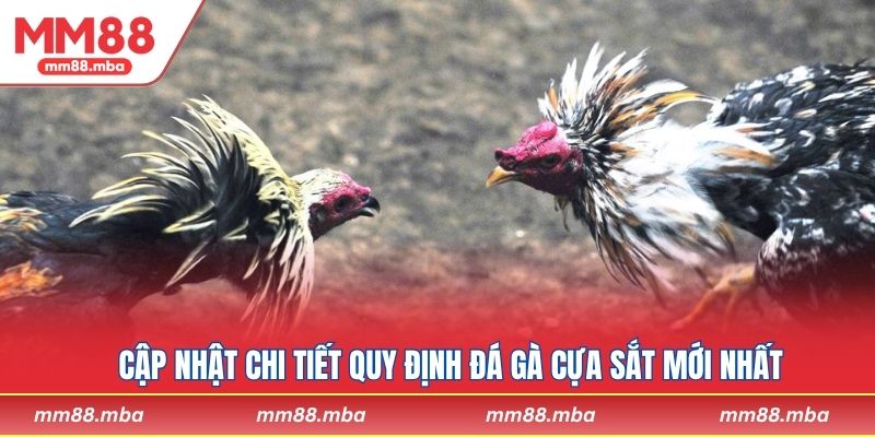 Cập nhật chi tiết quy định đá gà cựa sắt mới nhất