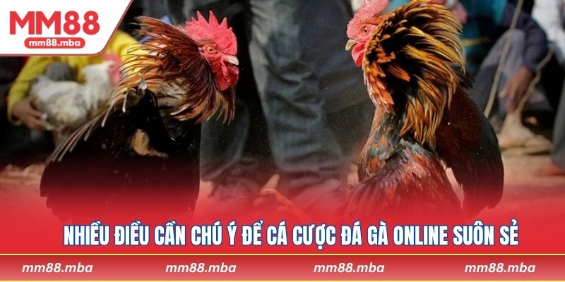 Nhiều điều cần chú ý để cá cược đá gà online suôn sẻ