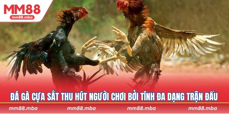 Đá gà cựa sắt thu hút người chơi bởi tính đa dạng trận đấu