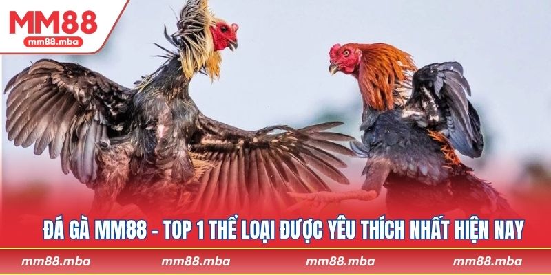 Đá Gà MM88 - Top 1 thể loại được yêu thích nhất hiện nay