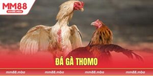 đá gà Thomo