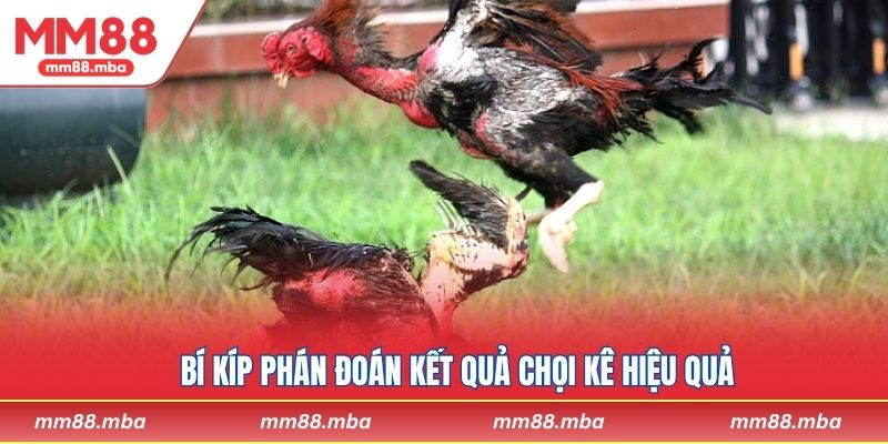 Bí kíp phán đoán kết quả chọi kê hiệu quả