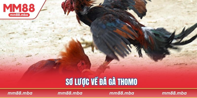 Sơ lược về đá gà Thomo