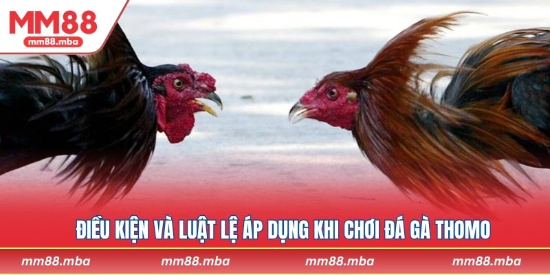 Điều kiện và luật lệ áp dụng khi chơi đá gà Thomo