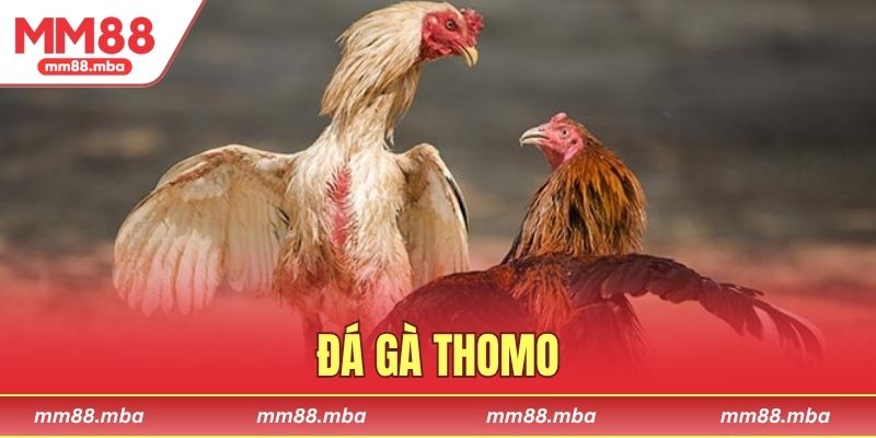 đá gà Thomo